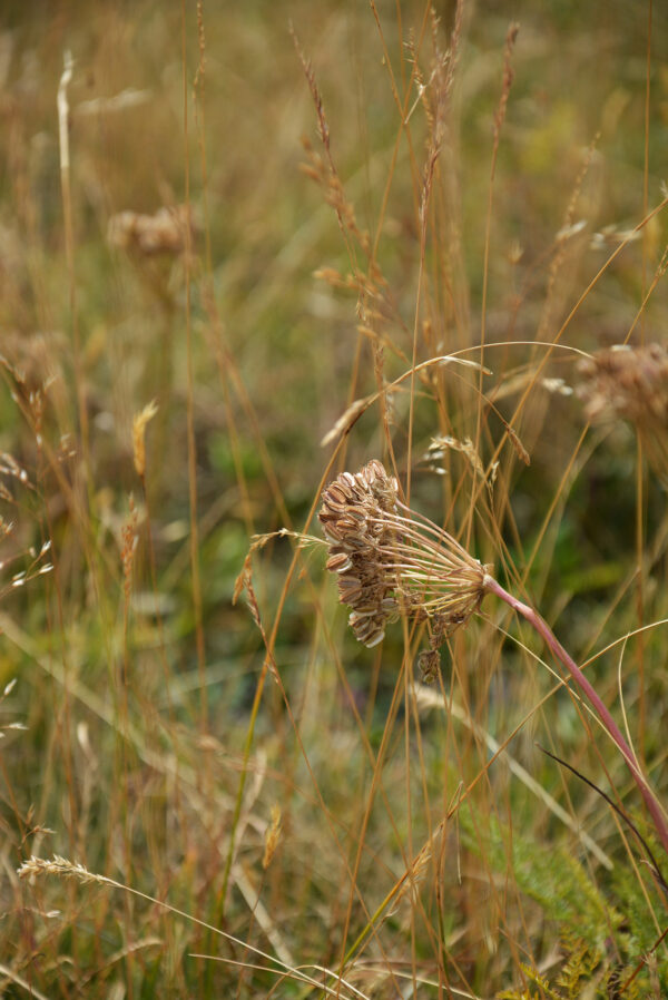 220814 Sogn Benedetg 02